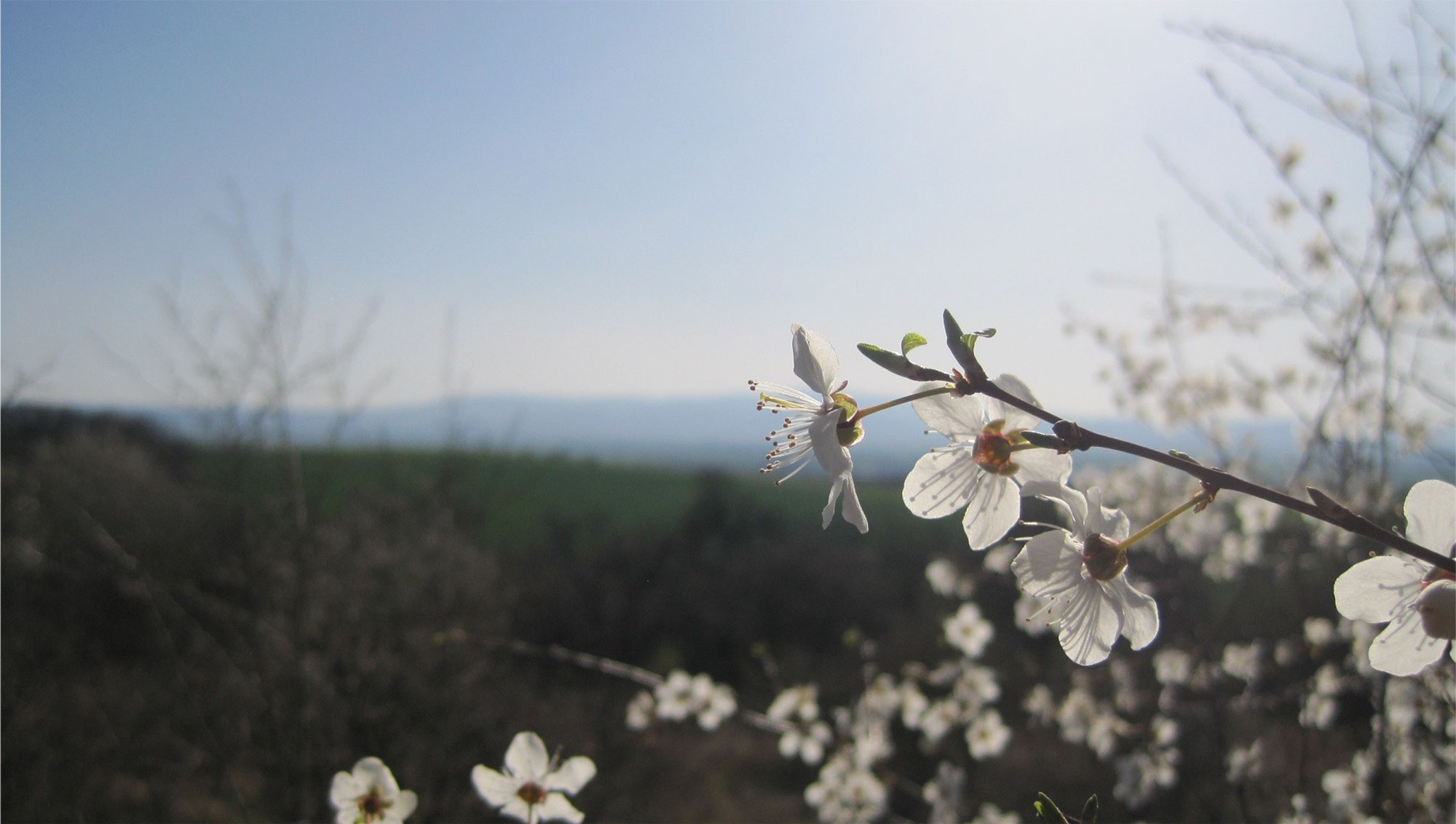 Frühling 2020 _04 Olaf Wegewitz